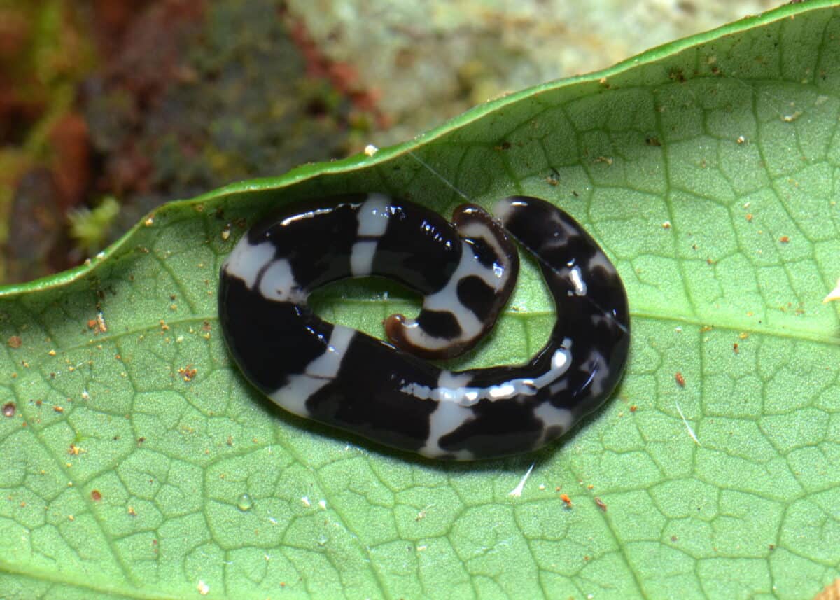 Land planarian