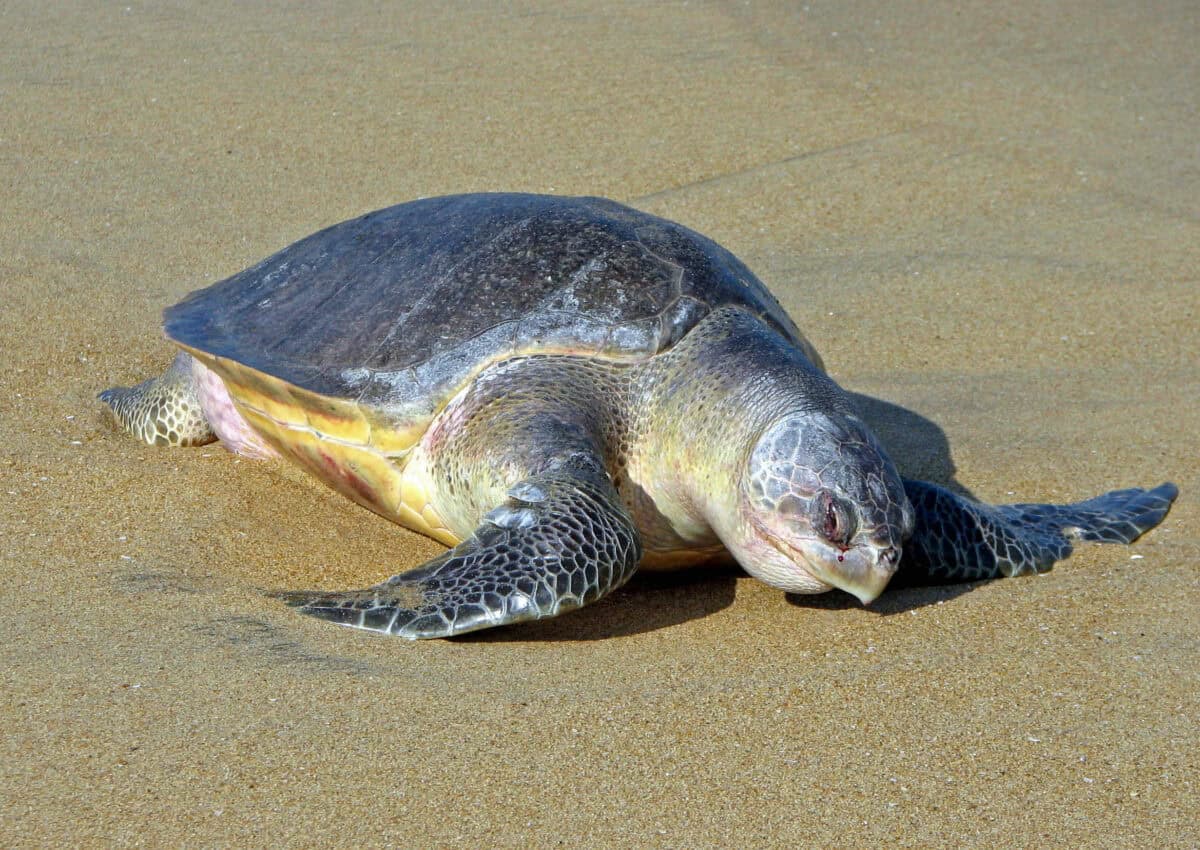 Olive ridley