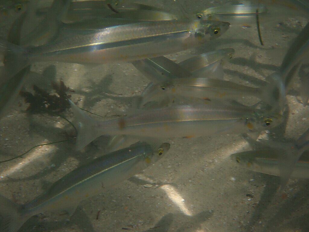 Leuresthes tenuis 