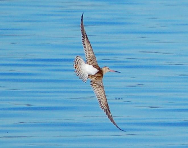 Bar-tailed Godwit