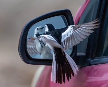 Can Birds Recognize Themselves in a Mirror? What Science Reveals
