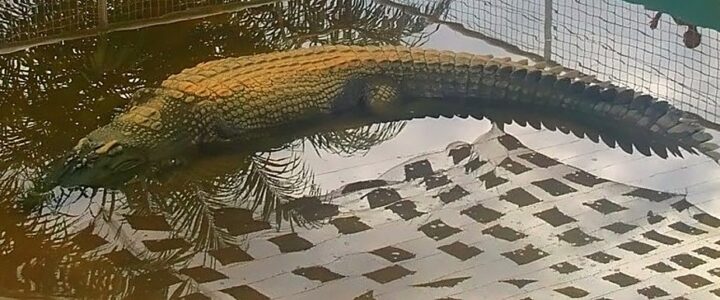 The Heaviest Crocodile Ever Weighed Will Leave You Speechless
