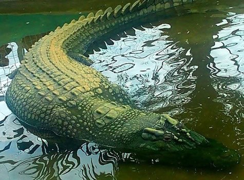 Lolong crocodile. 