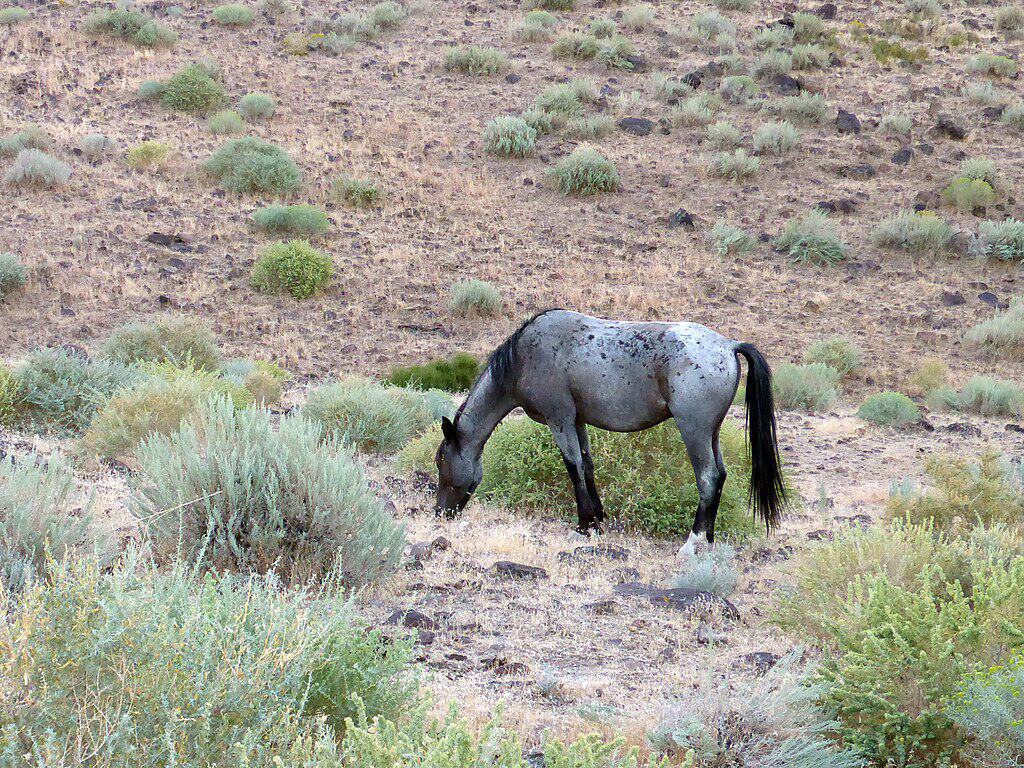 Lonely mustang