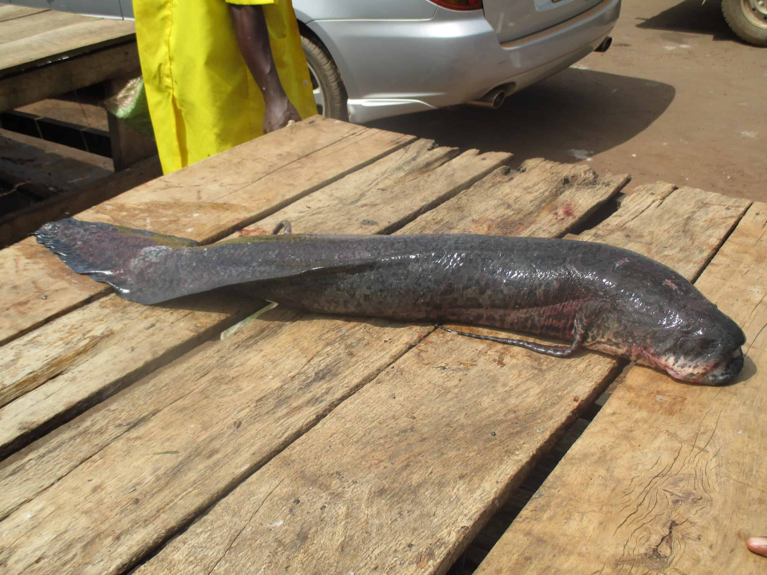 Lungfish