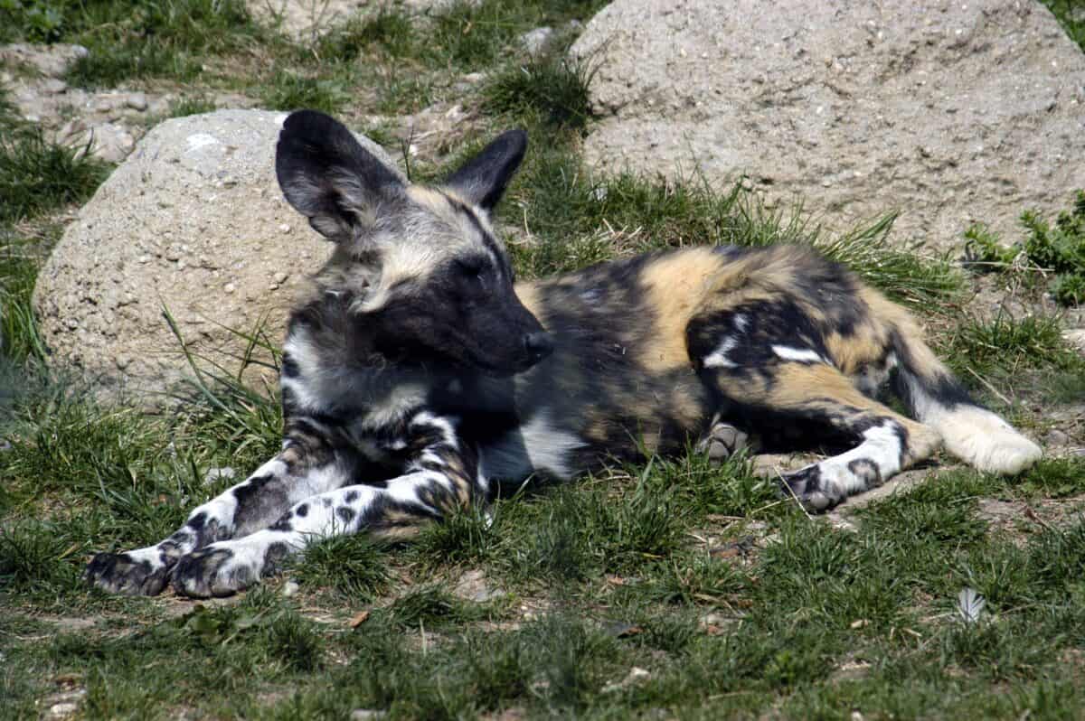 African wild dog