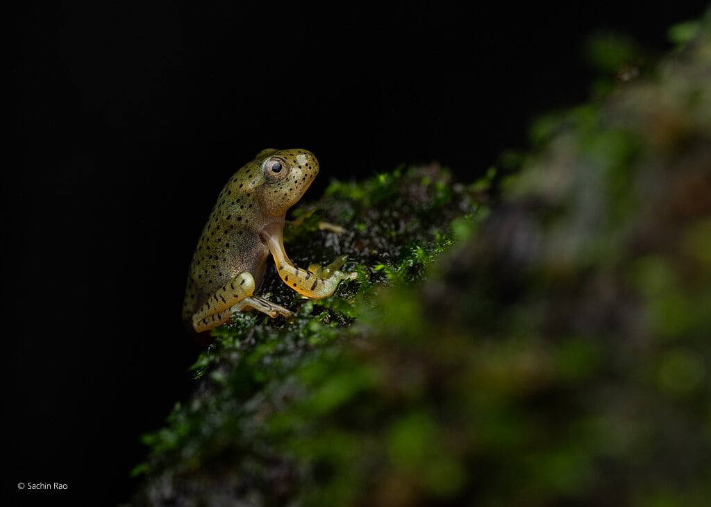 Malabar Gliding Froglet, Juvenile Malabar Gliding Frog.jpg