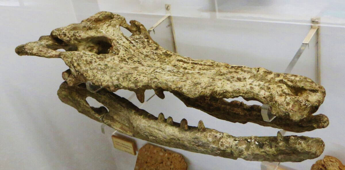 Crocodile skull.
