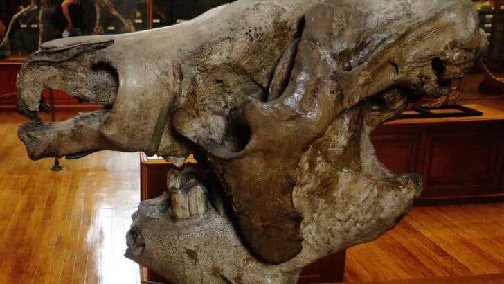 Ancient Sloth DNA Was Discovered in a Cave in Texas