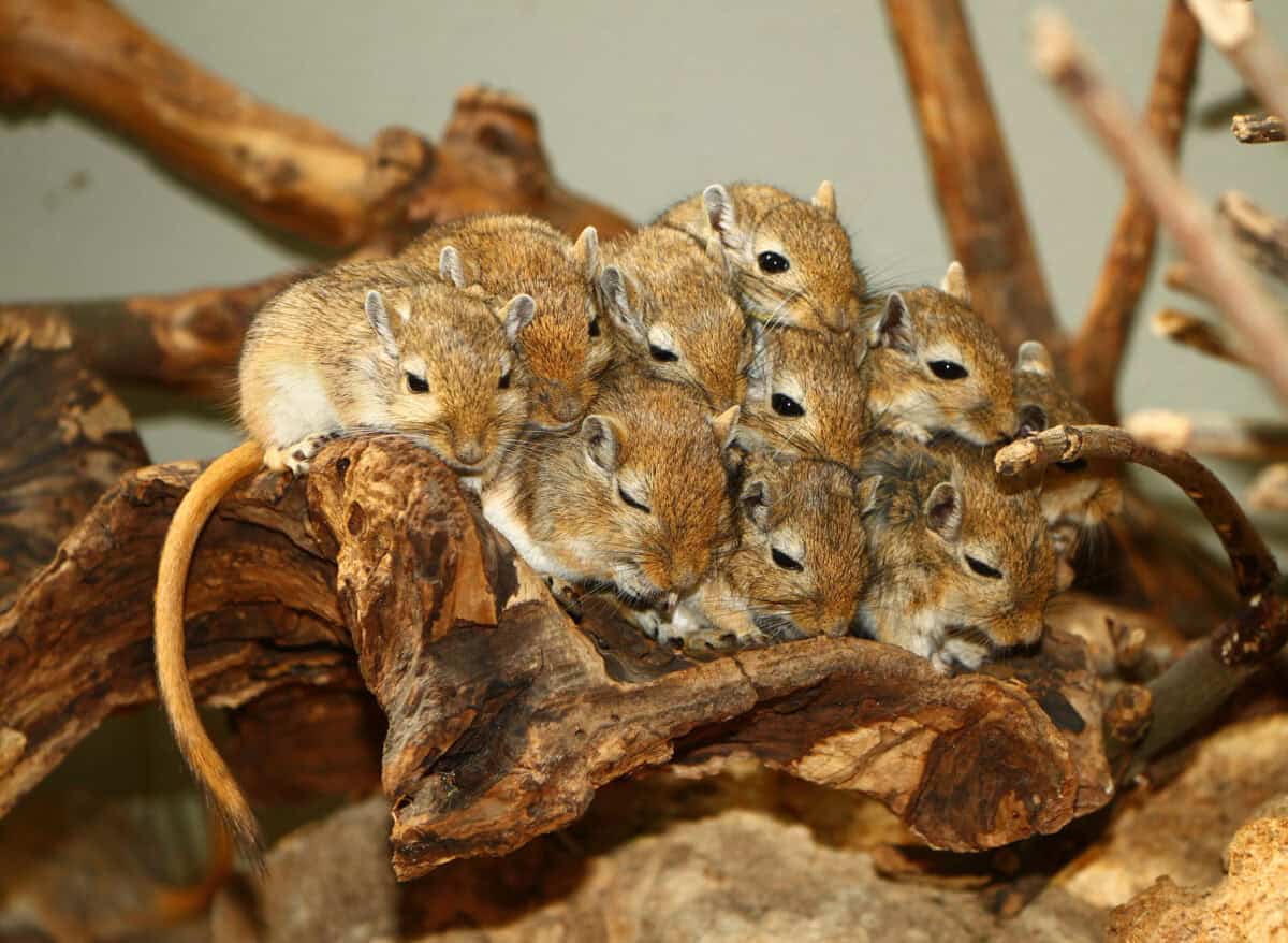 Tikus. 
