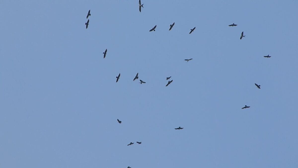 Swallow-tailed kite migration