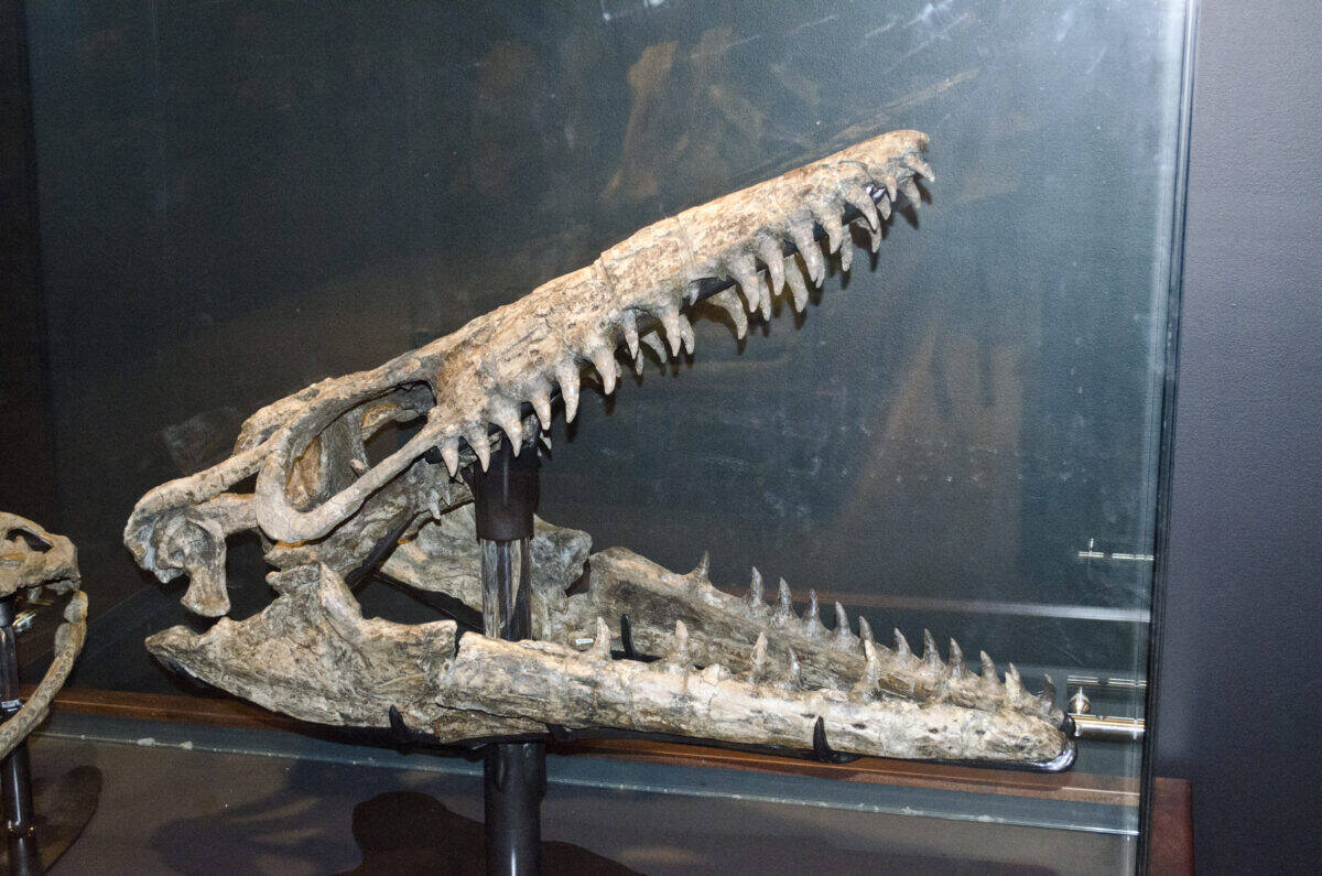 Crocodile skull.
