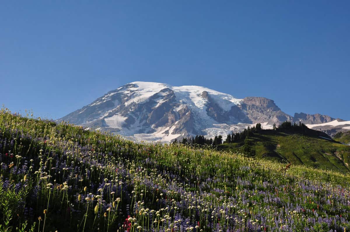 Mount Rainier behind the flowering meadows of Paradise Park