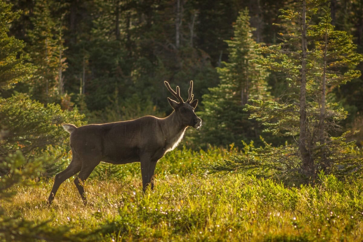 Woodland Caribou