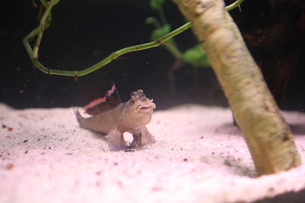 Mudskipper (Oxudercinae Periophthalmini)
