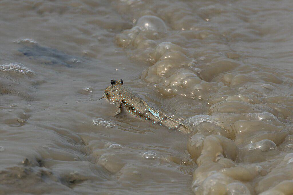 Mudskipper by Tisha Mukherjee