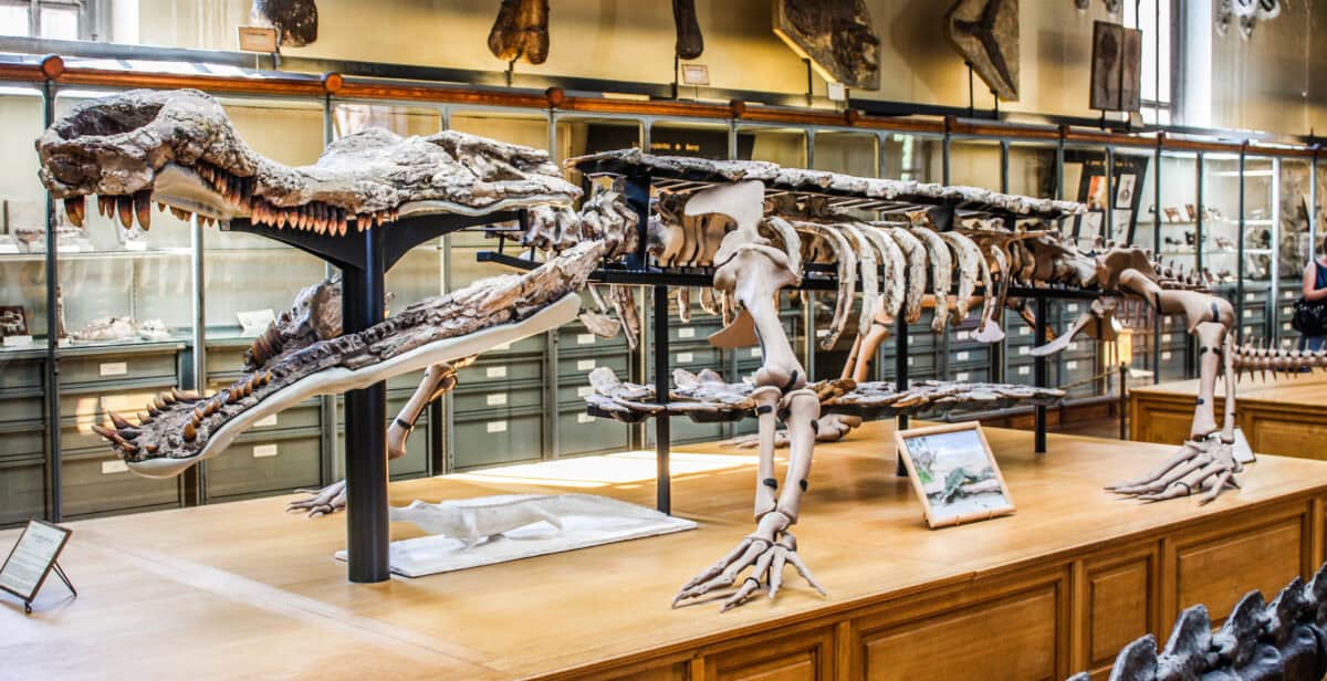 Crocodile skeleton