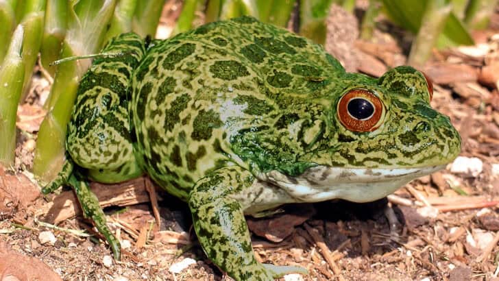 This Tiny Frog Is Making a Big Comeback in the U.S.