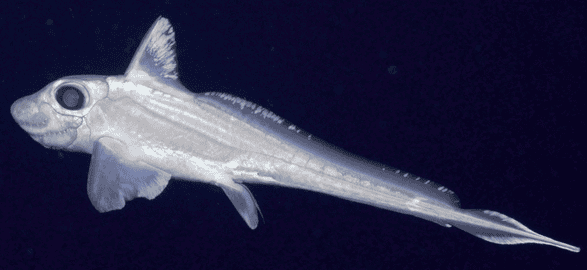 Ghost shark.