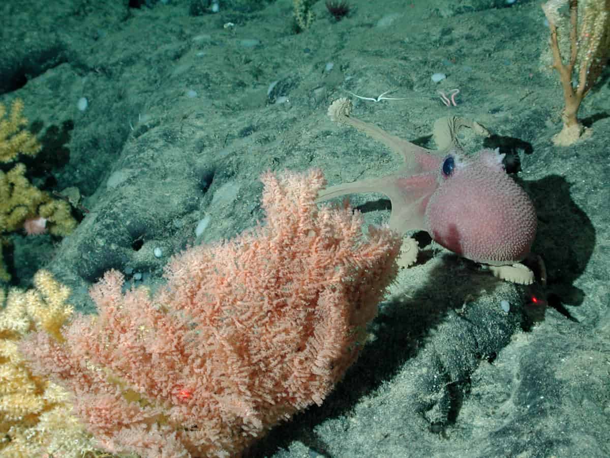 Graneledone octopus