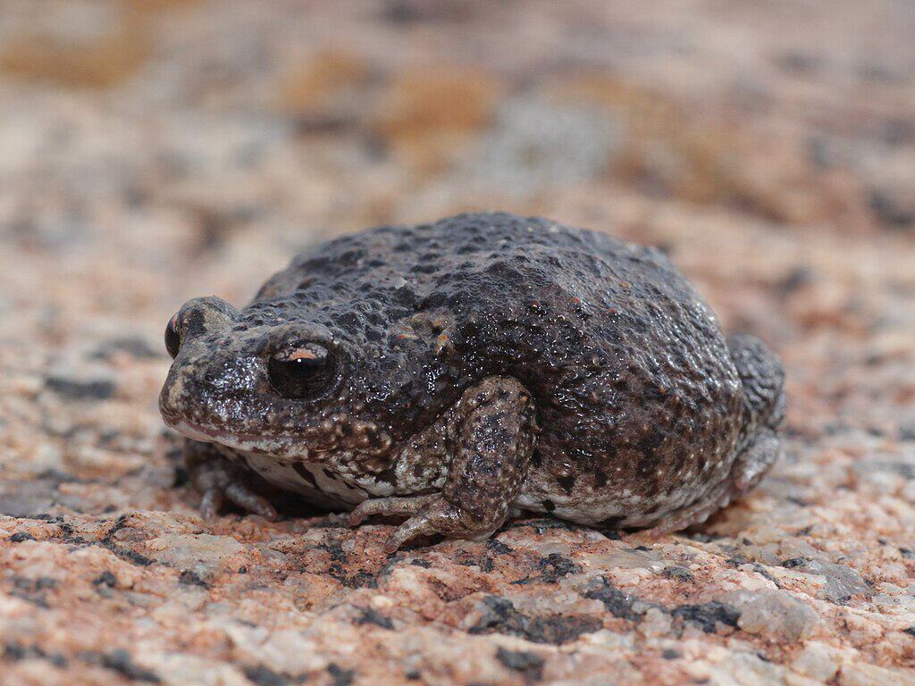 Western Brood Frog (Pseudophryne occidentalis). Species of amphibian.