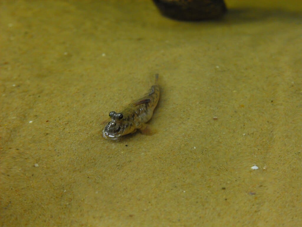 Schlammspringer (Oxudercinae) im Aquarium der Berliner Zoos