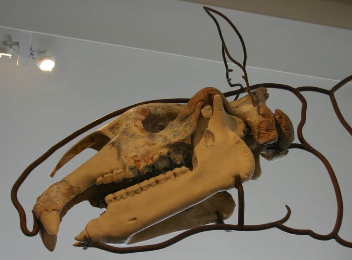 Paraceratherium