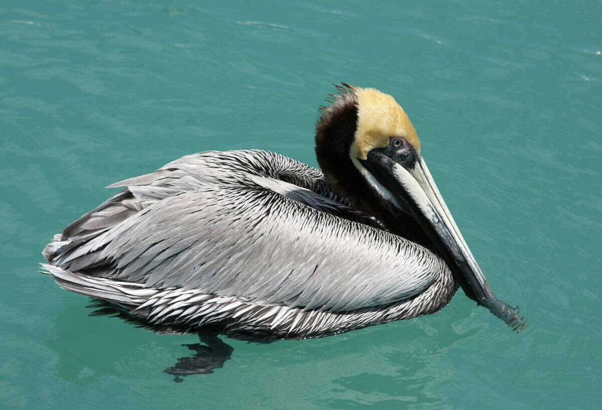 Brown pelican.
