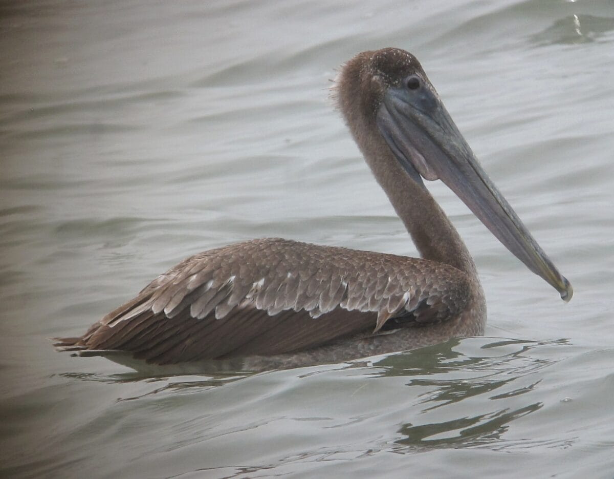 Brown pelican. 