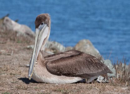 How Louisiana’s Brown Pelicans Were Saved from Extinction
