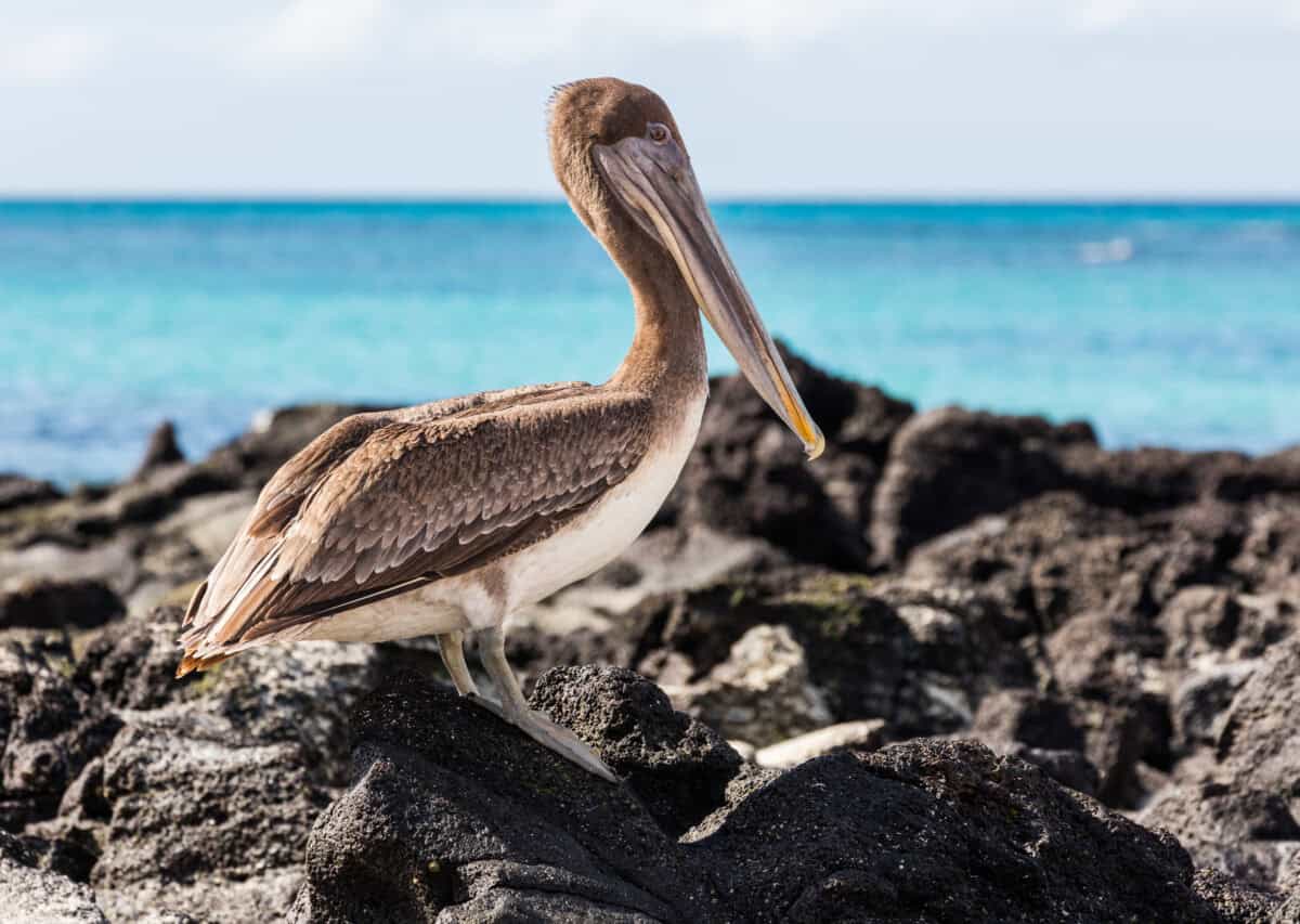 Brown pelican. 