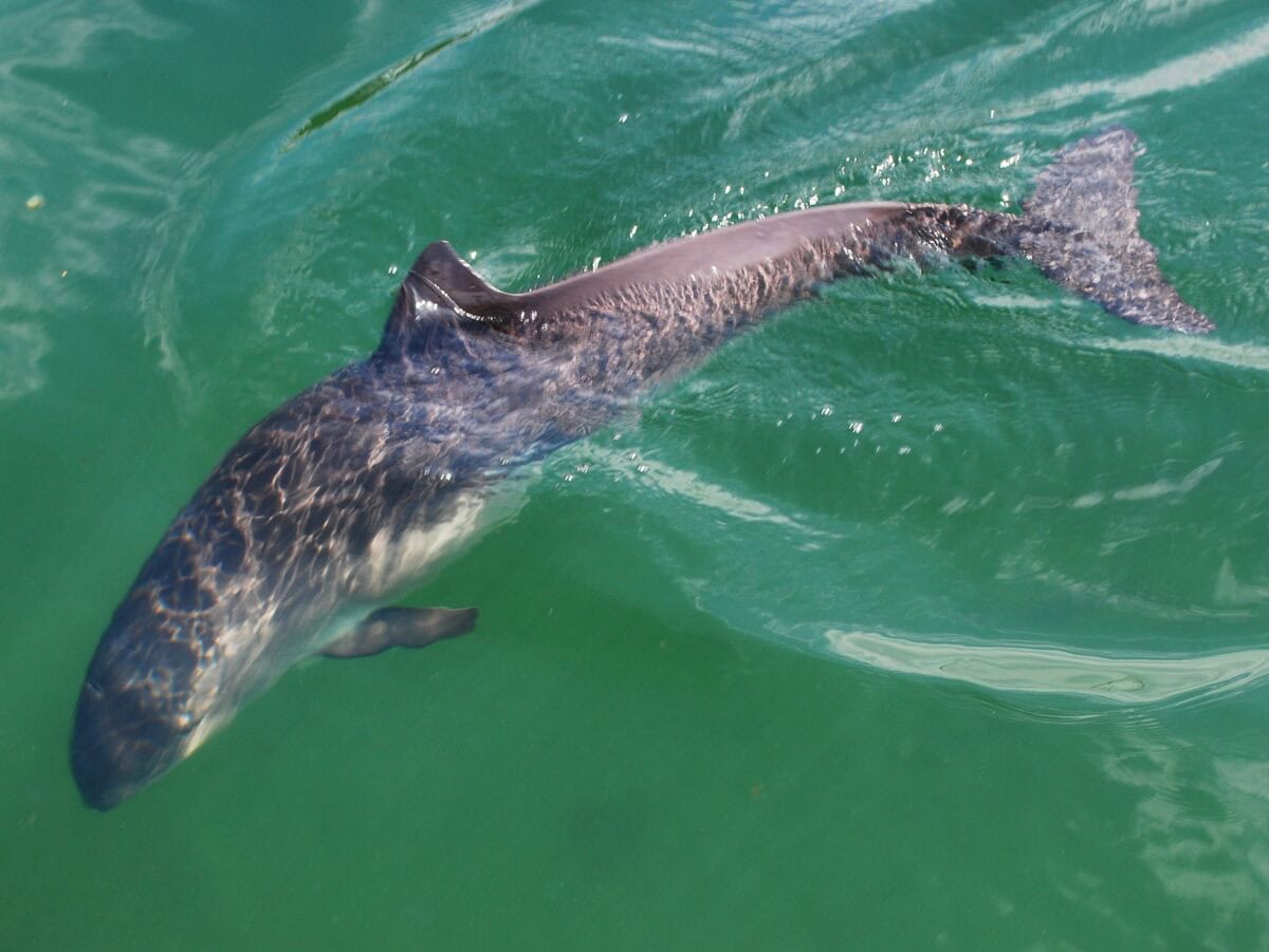 Porpoises