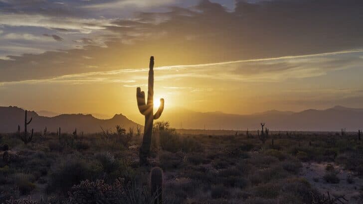 Arizona’s Birds Are Vanishing—Here’s Why It Matters