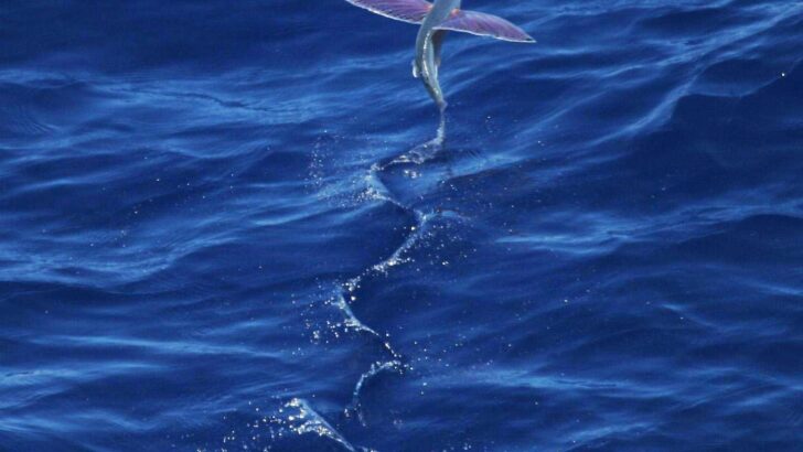 Flying Fish Exist—and They Can Glide Longer Than You Think