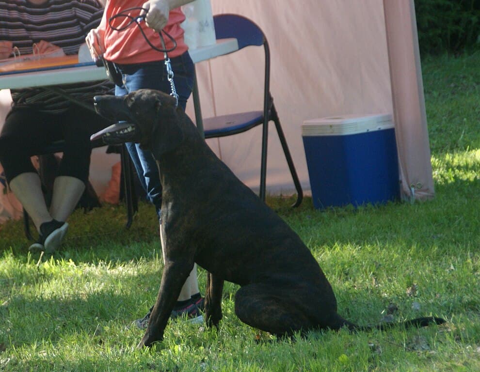Plott Hound