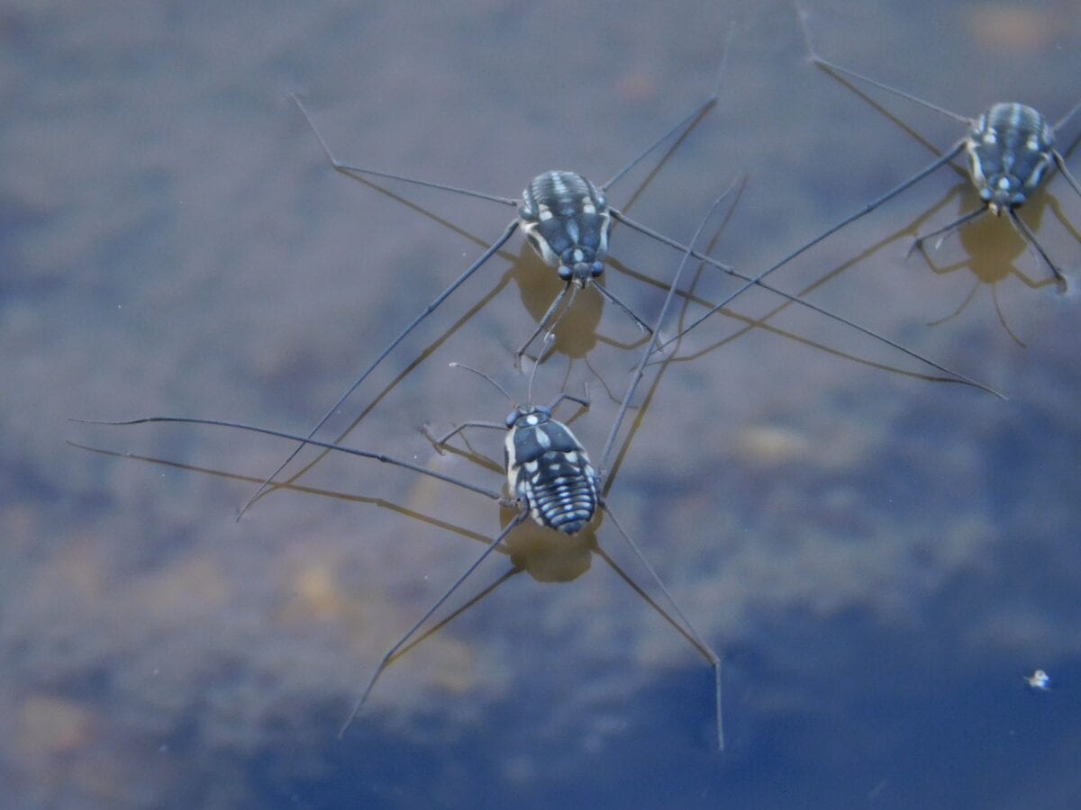 Water striders. 