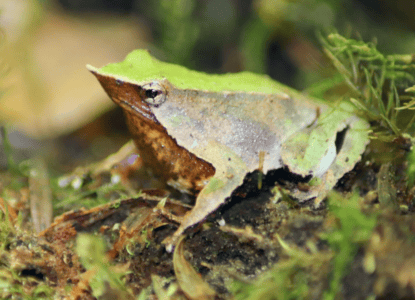 How Darwin Frog Fathers Carry Their Tadpoles in Their Throat