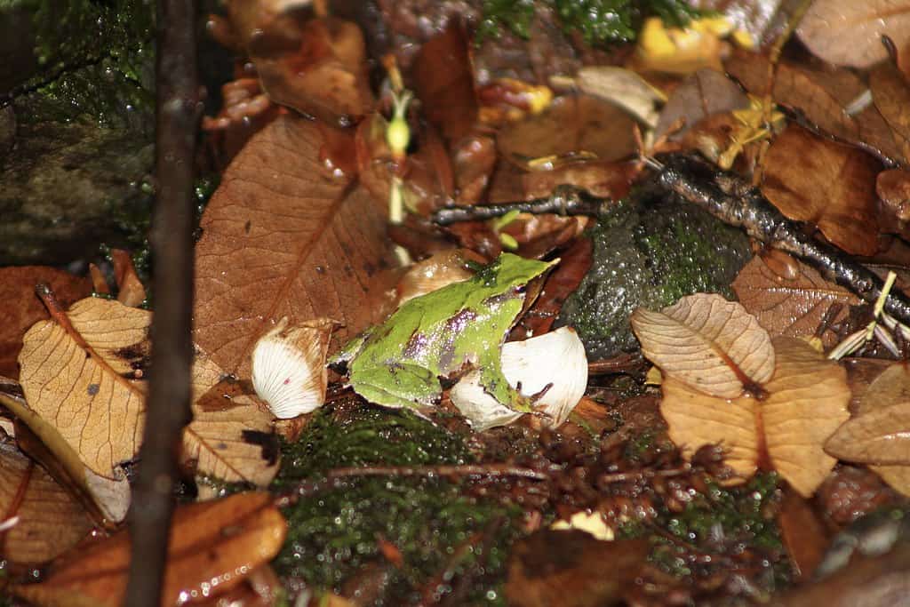 Darwin’s Frog.