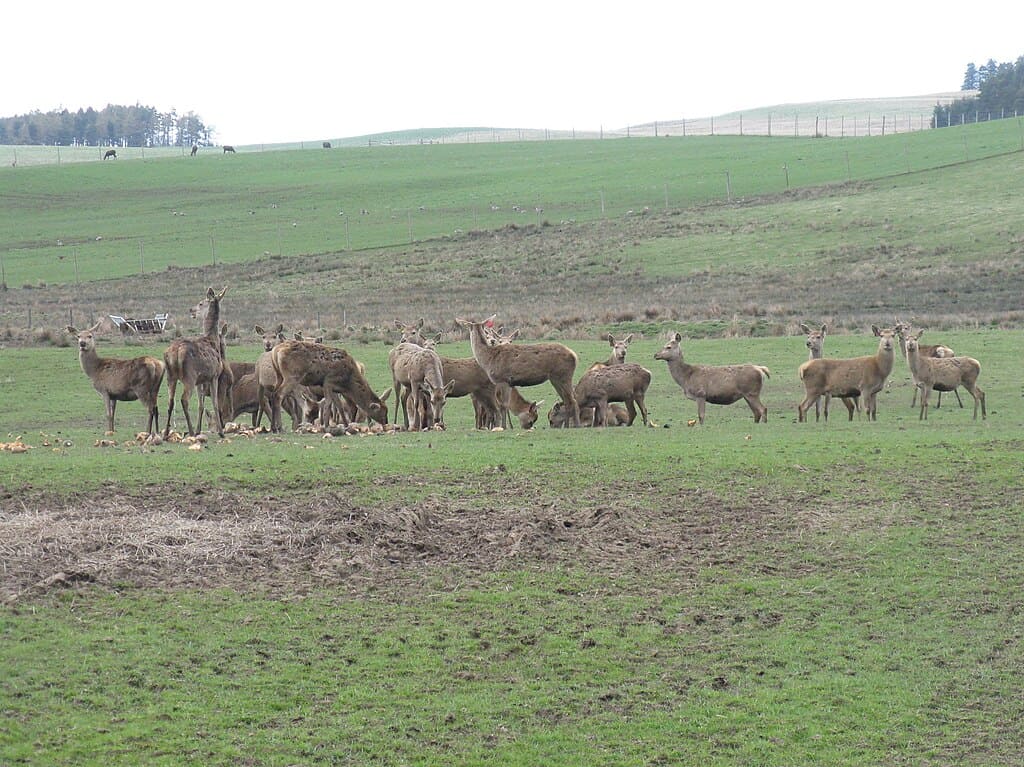 Red Deer at Mauldslie