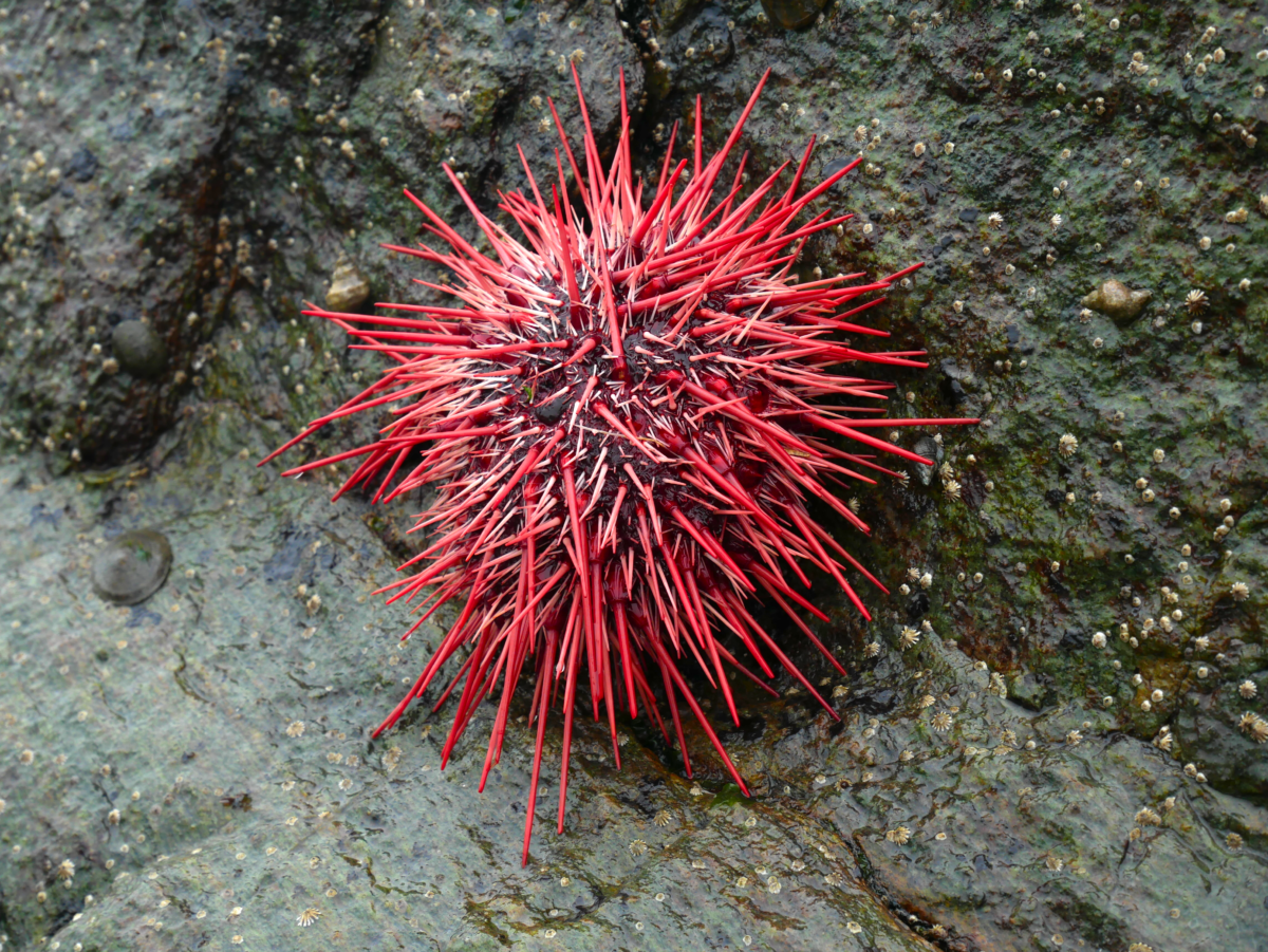 Red sea urchin.