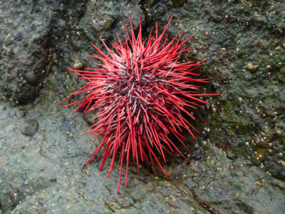 Why Some Animals Can Live for Hundreds of Years