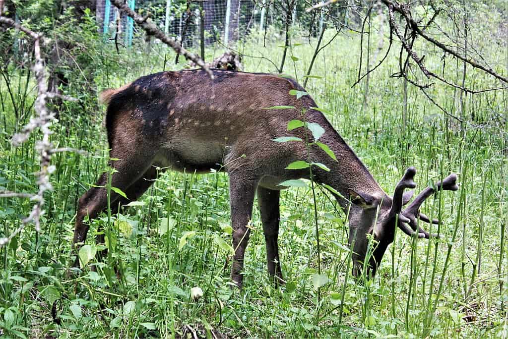 Red deer