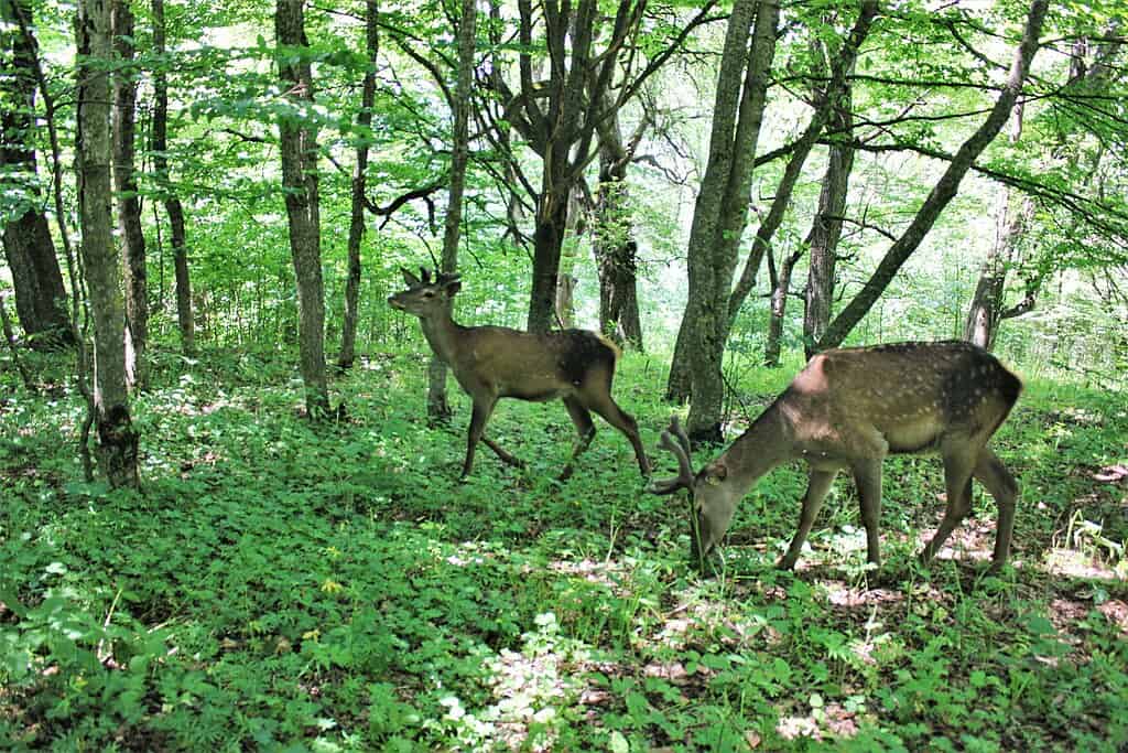 Red deer (Cervus elaphus)