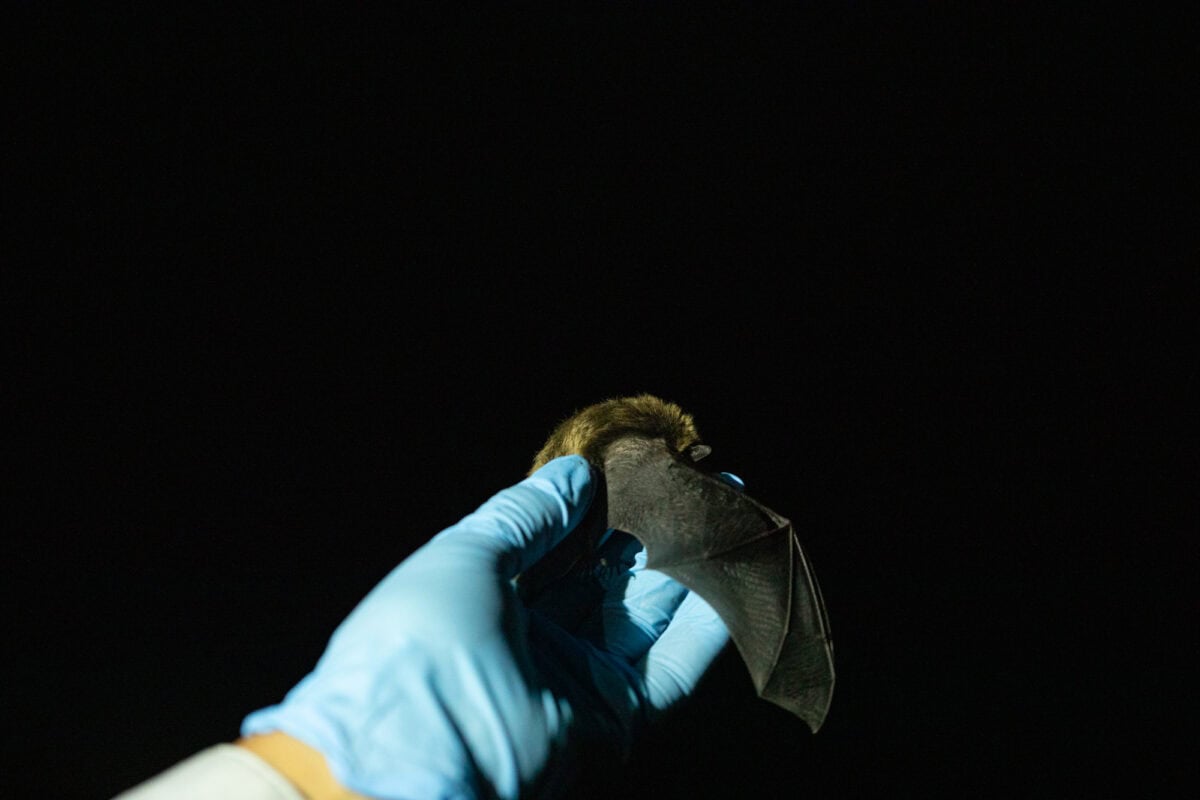Kitti's hog-nosed bat