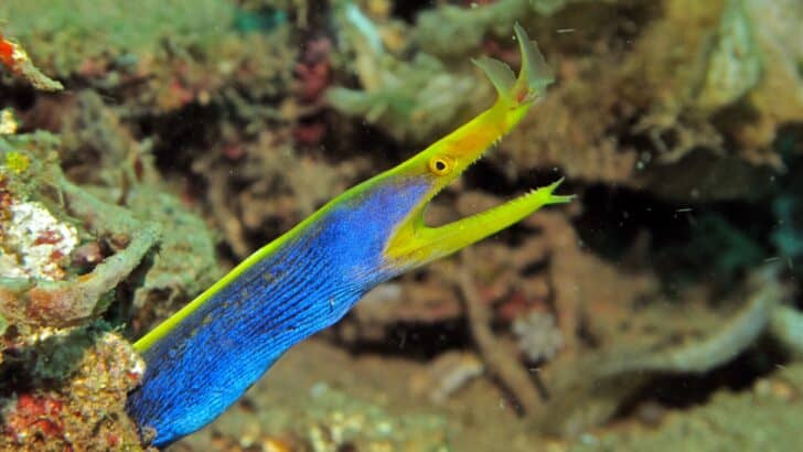 What Lurks Beneath: The Creepiest Creatures of the Gulf Coast