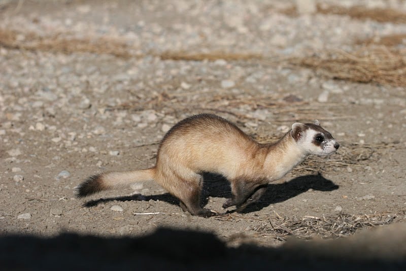 Black-Footed Ferret