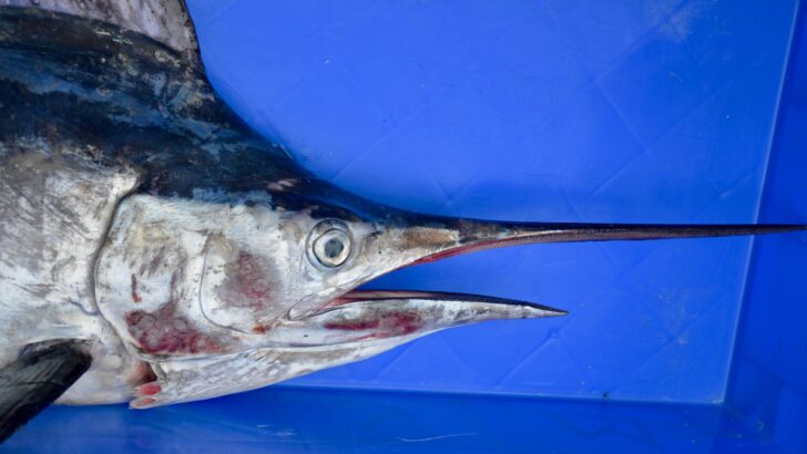The Fastest Fish in the World Might Be in U.S. Waters Right Now