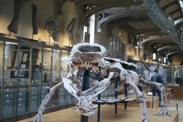 Crocodile skeleton