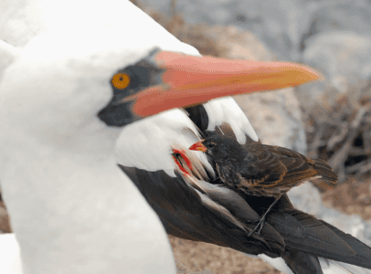 This Bird Drinks Blood Like a Vampire, But It&rsquo;s Not a Predator
