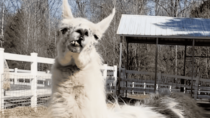 World&rsquo;s Oldest Llama Brings Comfort to Sick Children